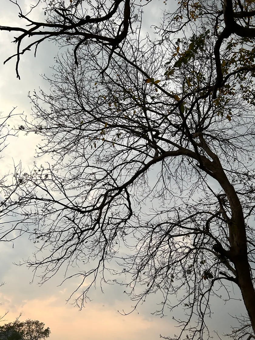 Dark tree branches tracing a delicate pattern against the evening sky