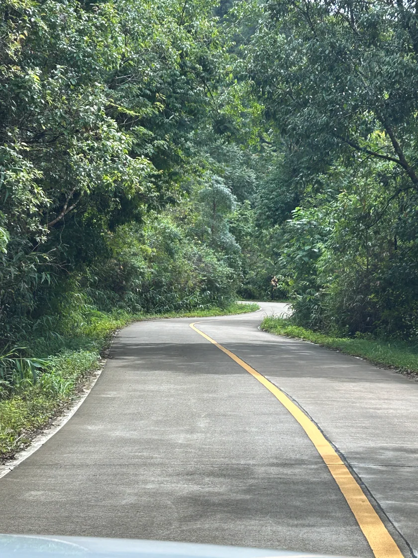 A narrow road with a yellow centre line curving through dense green forest
