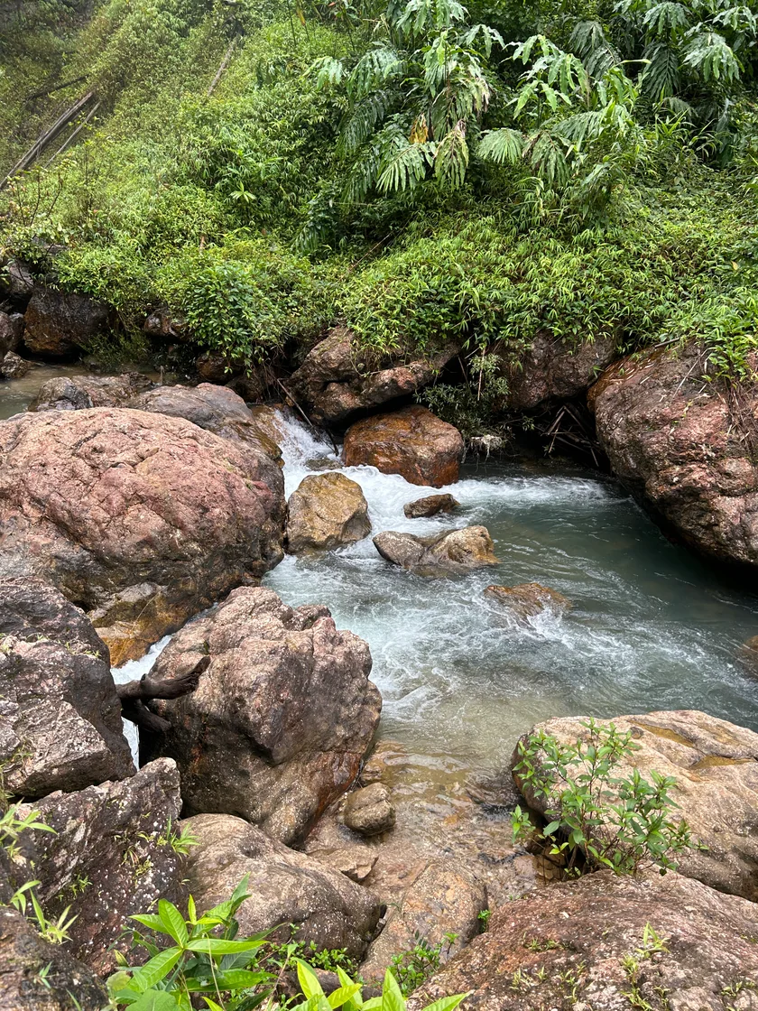 A clear forest stream flowing between rounded rocks and lush plants